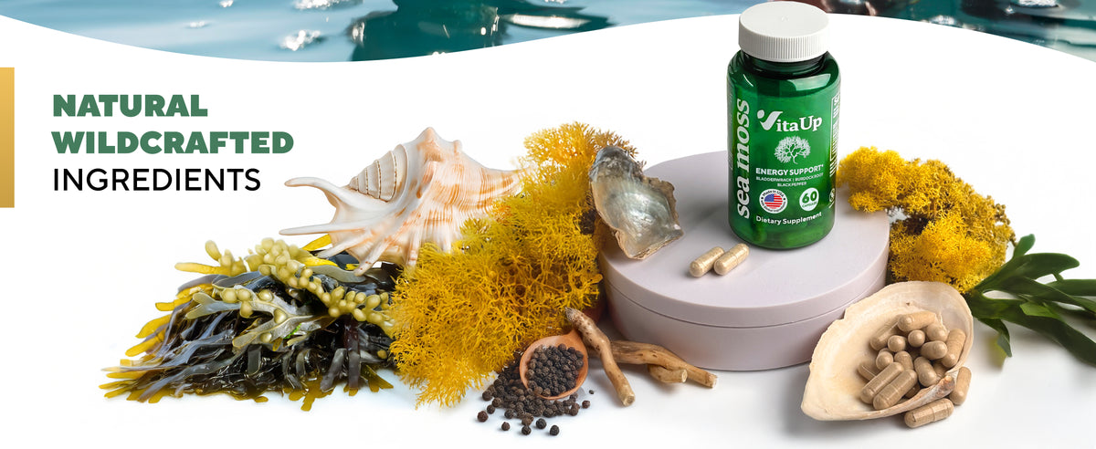 Man in the ocean holding VitaUp Sea Moss bottle, with wildcrafted sea moss and natural ingredient visuals highlighting benefits like energy, digestion, and immune support.
